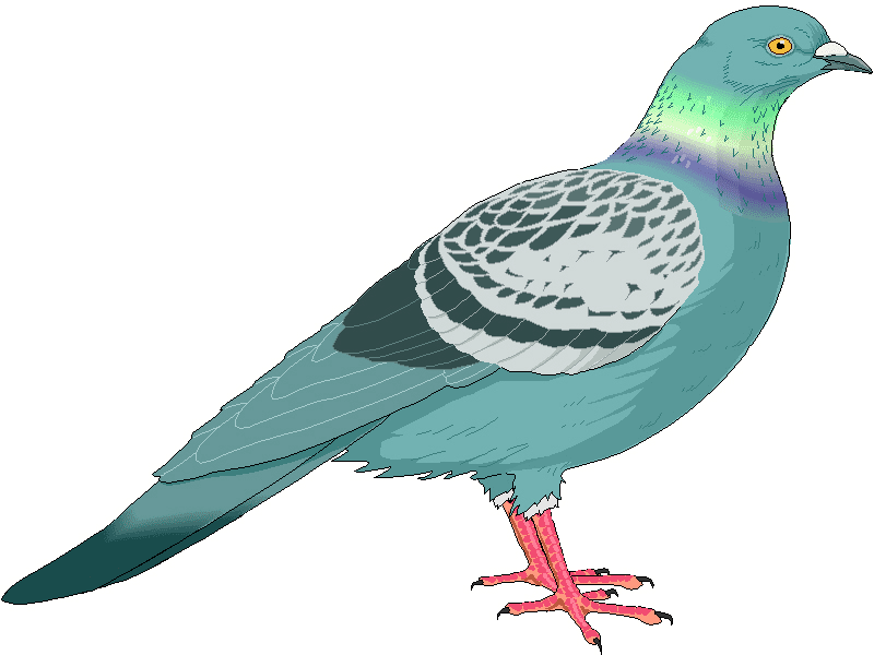 Pigeon Clipart Download