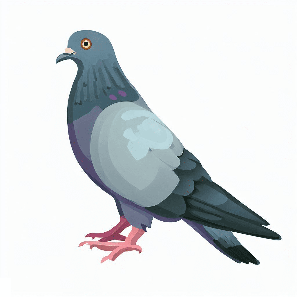 Pigeon Clipart Free Image