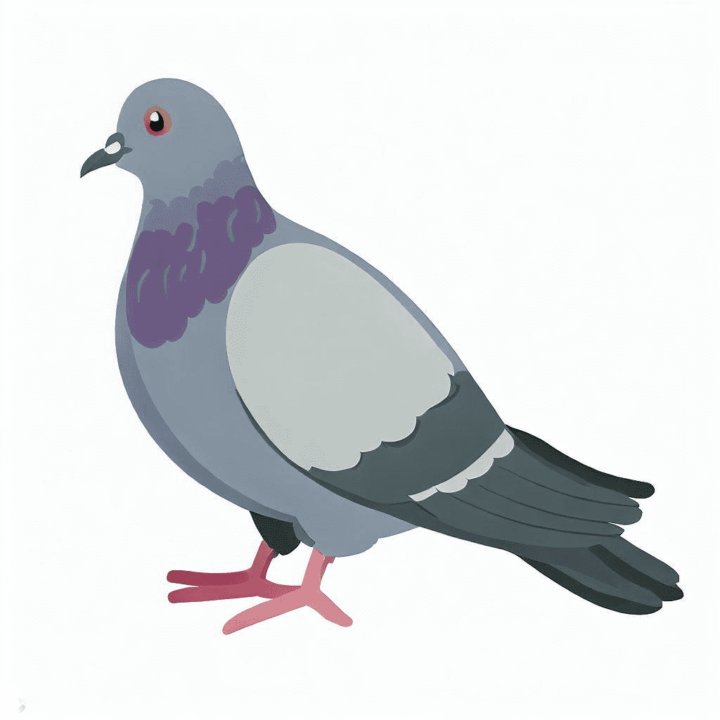 Pigeon Clipart Free Images