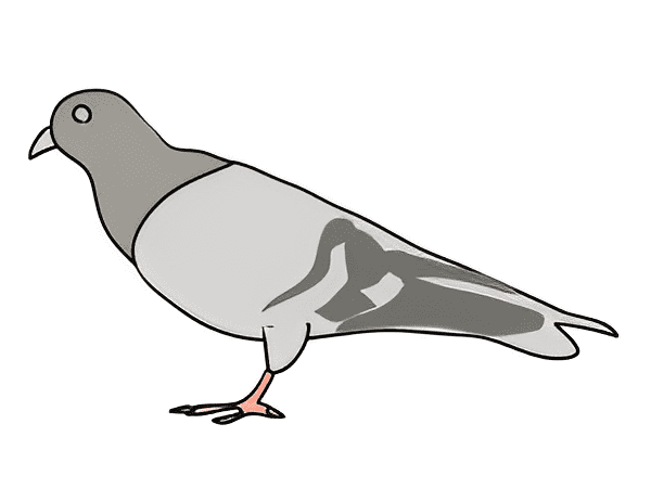 Pigeon Clipart Free