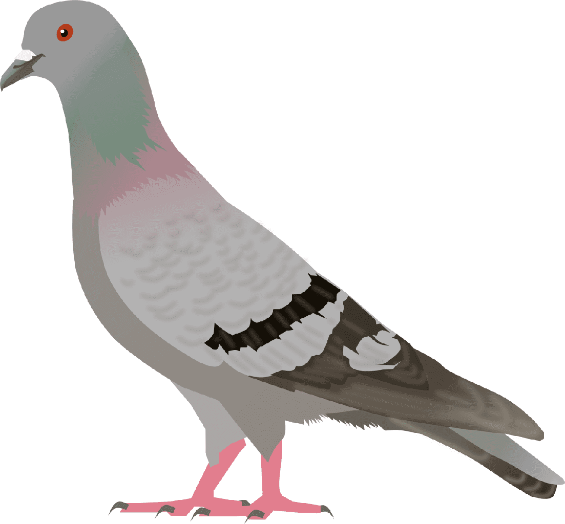 Pigeon Clipart Photo