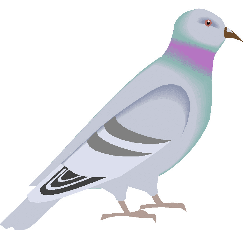 Pigeon Clipart Picture