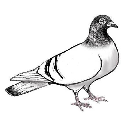 Pigeon Clipart Pictures
