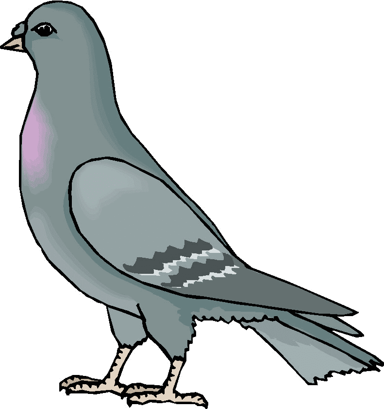 Pigeon Clipart Png Image