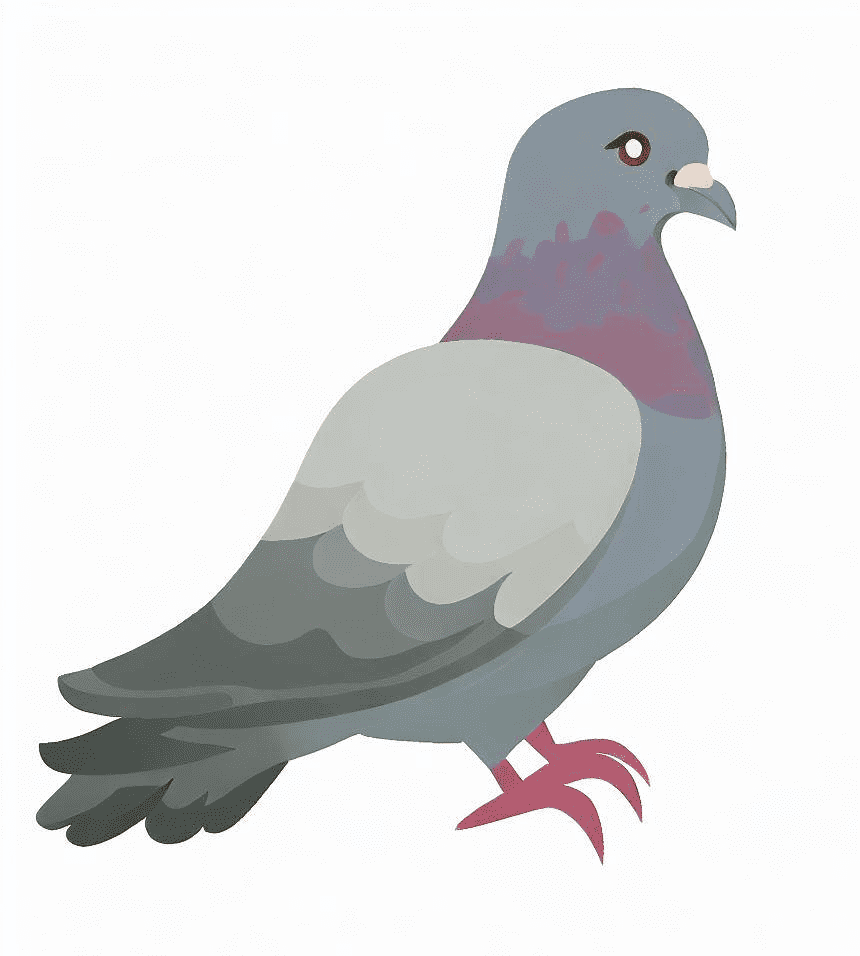 Pigeon Clipart Png