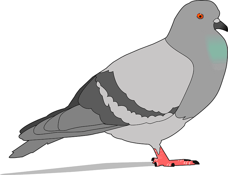 Pigeon Clipart Transparent Free