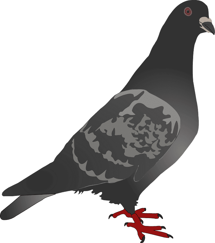 Pigeon Clipart Transparent Images