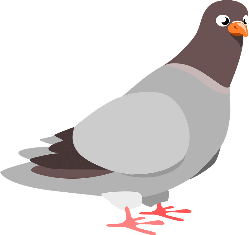 Pigeon Clipart Transparent