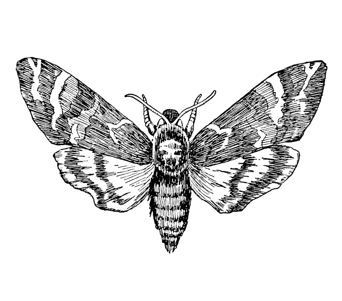 Clipart Moth Black and White