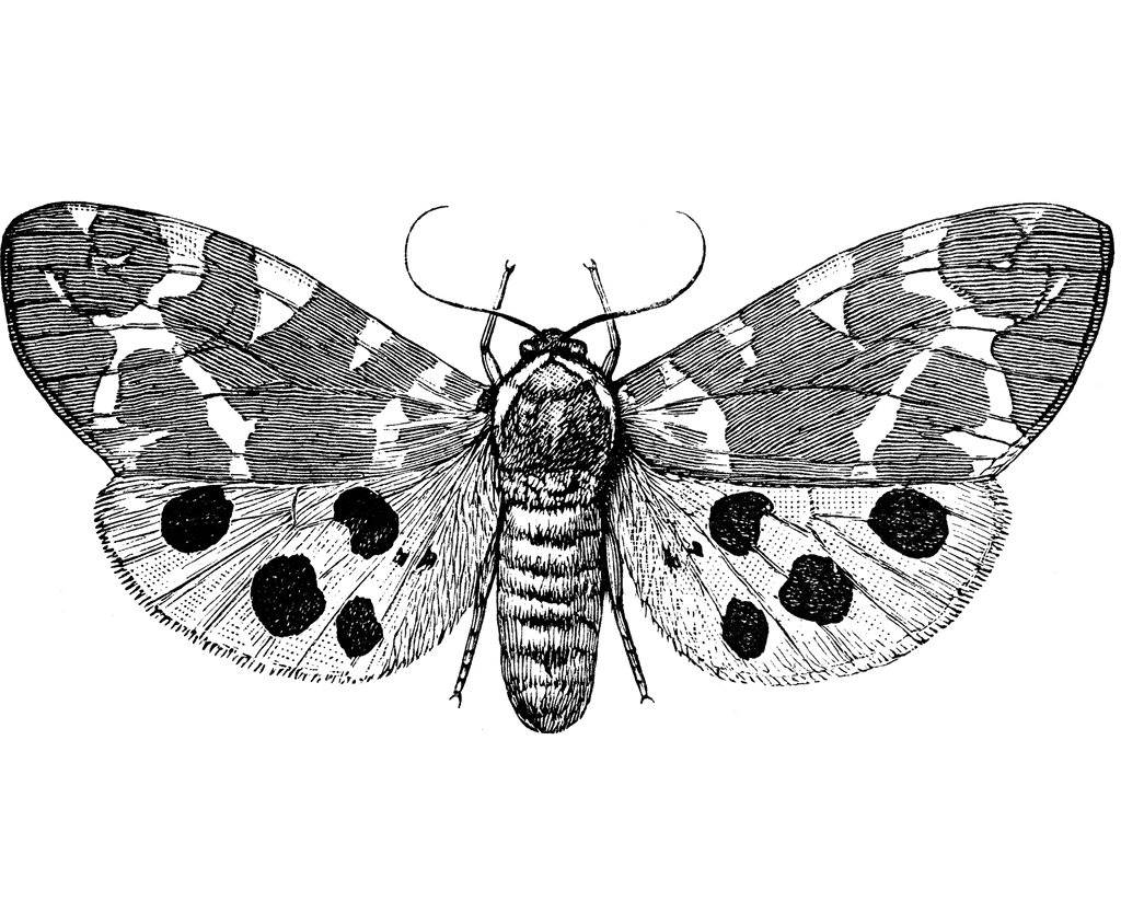 Download Moth Clipart Black and White