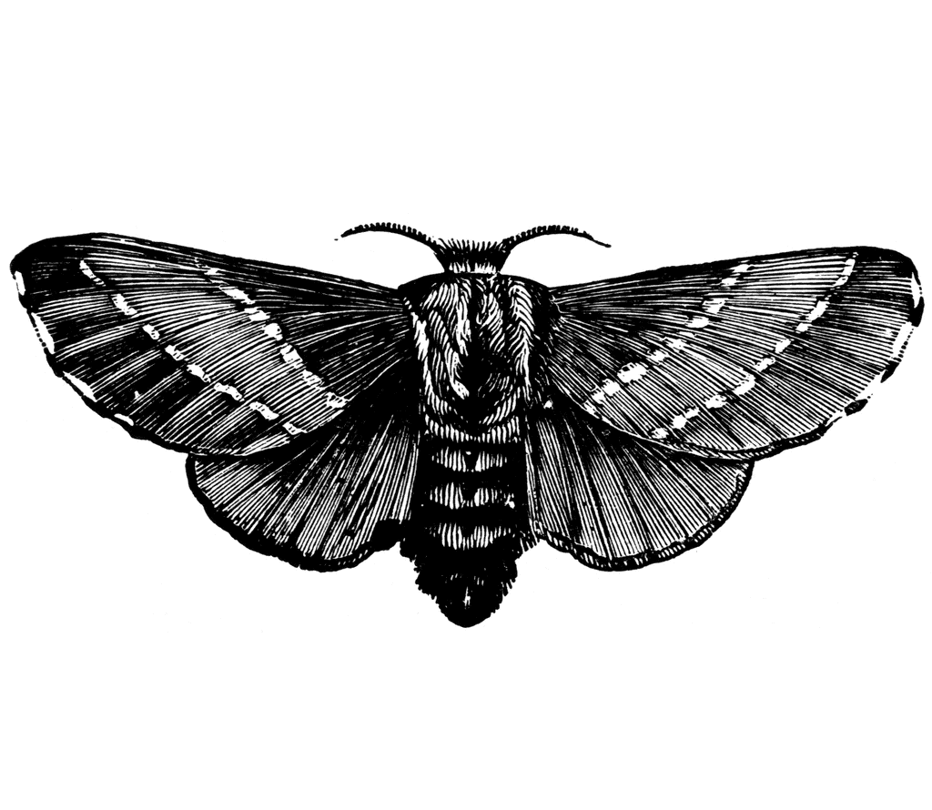 Free Moth Clipart Black and White
