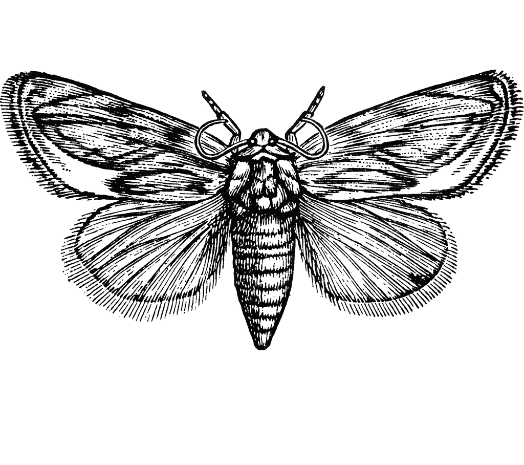 Moth Black and White Clip Art