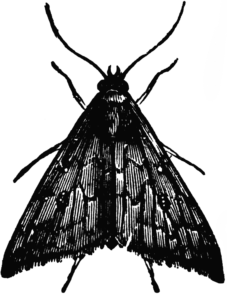 Moth Black and White Png Clipart