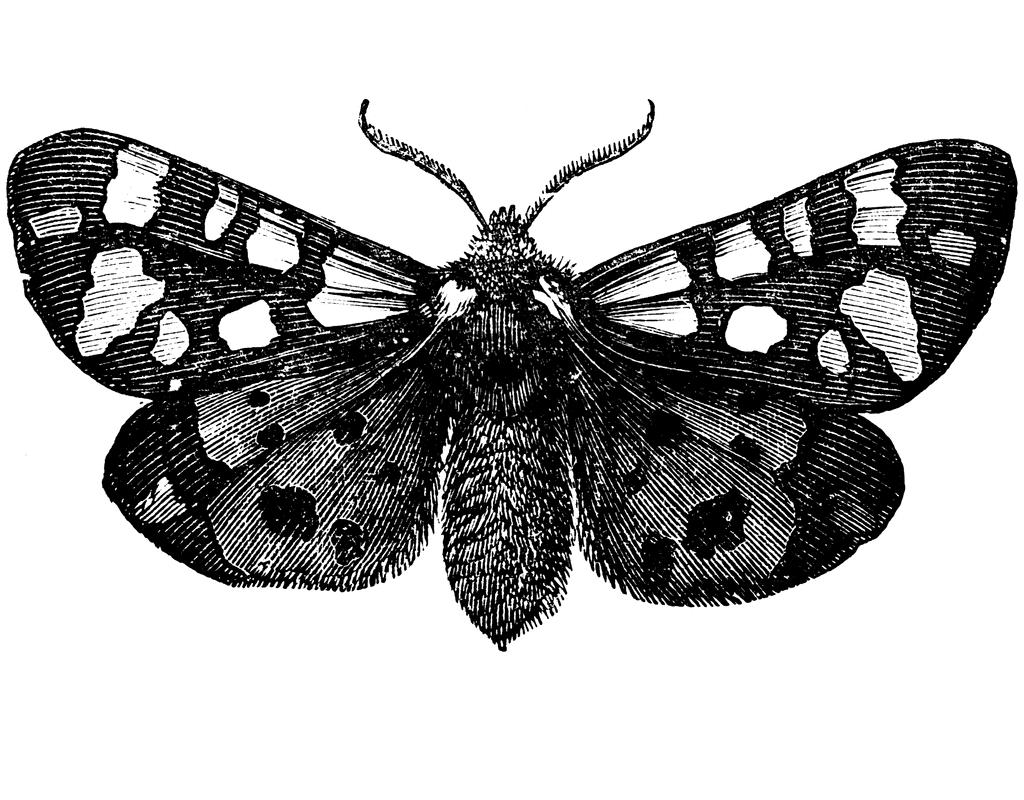 Moth Clipart Black and White