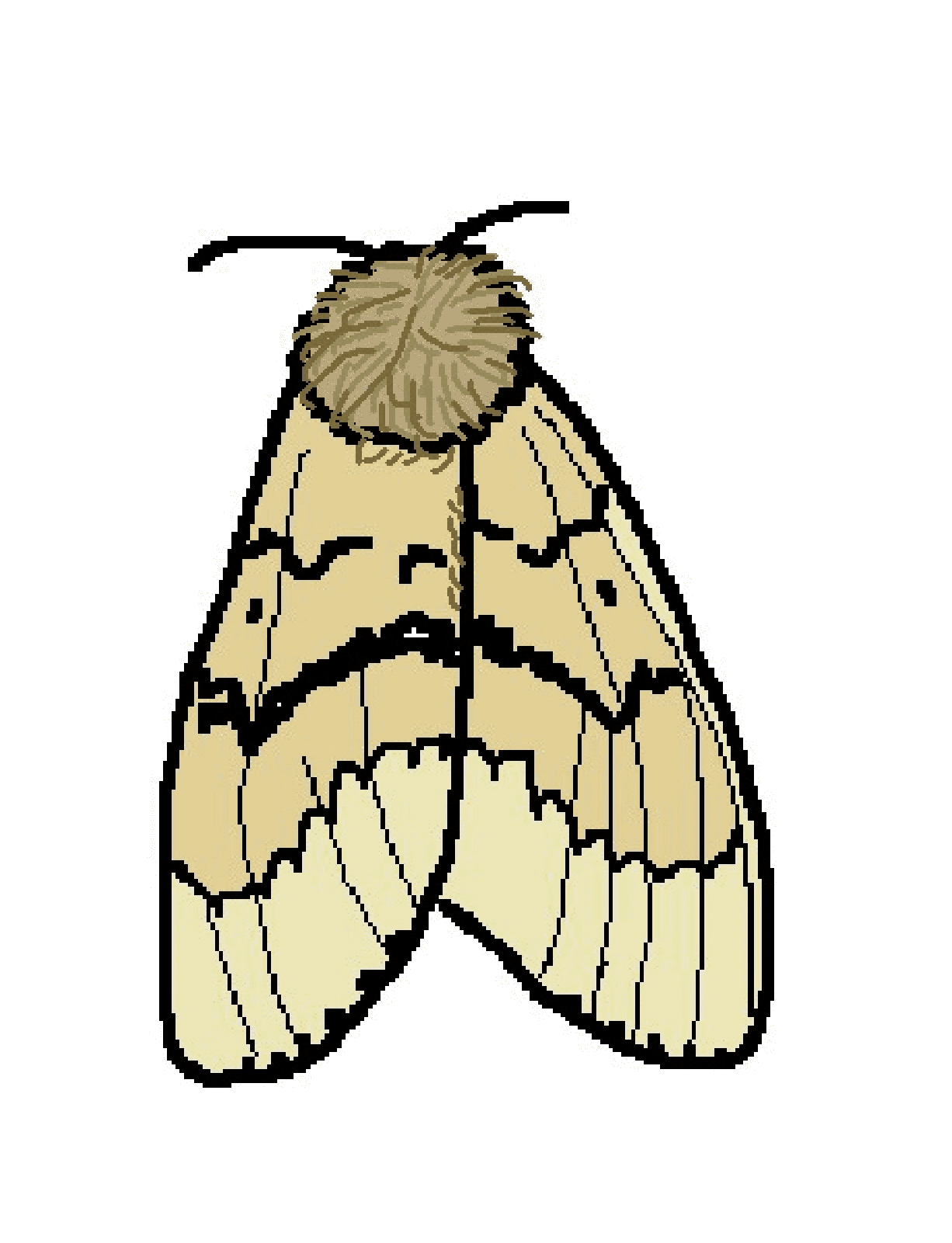 Moth Clipart Download