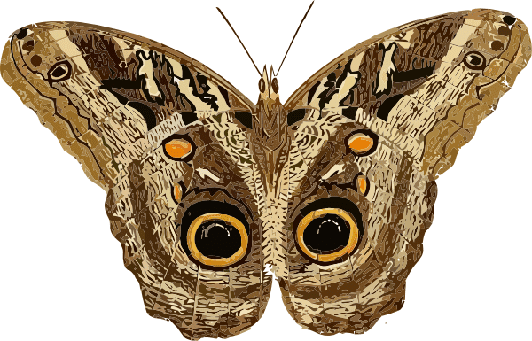 Moth Clipart For Free