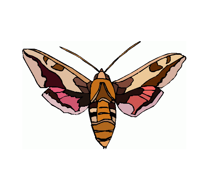 Moth Clipart Image