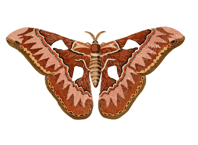 Moth Clipart Images
