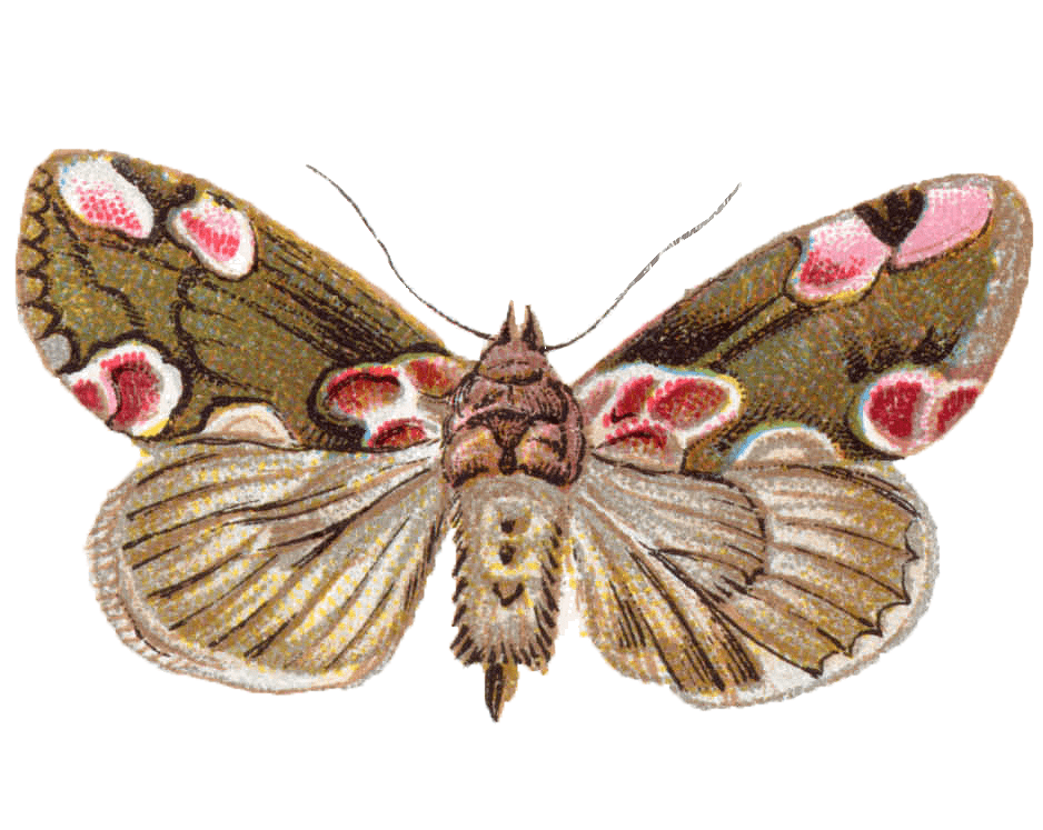 Moth Clipart Picture