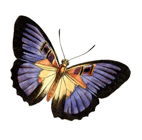 Moth Clipart Png Download