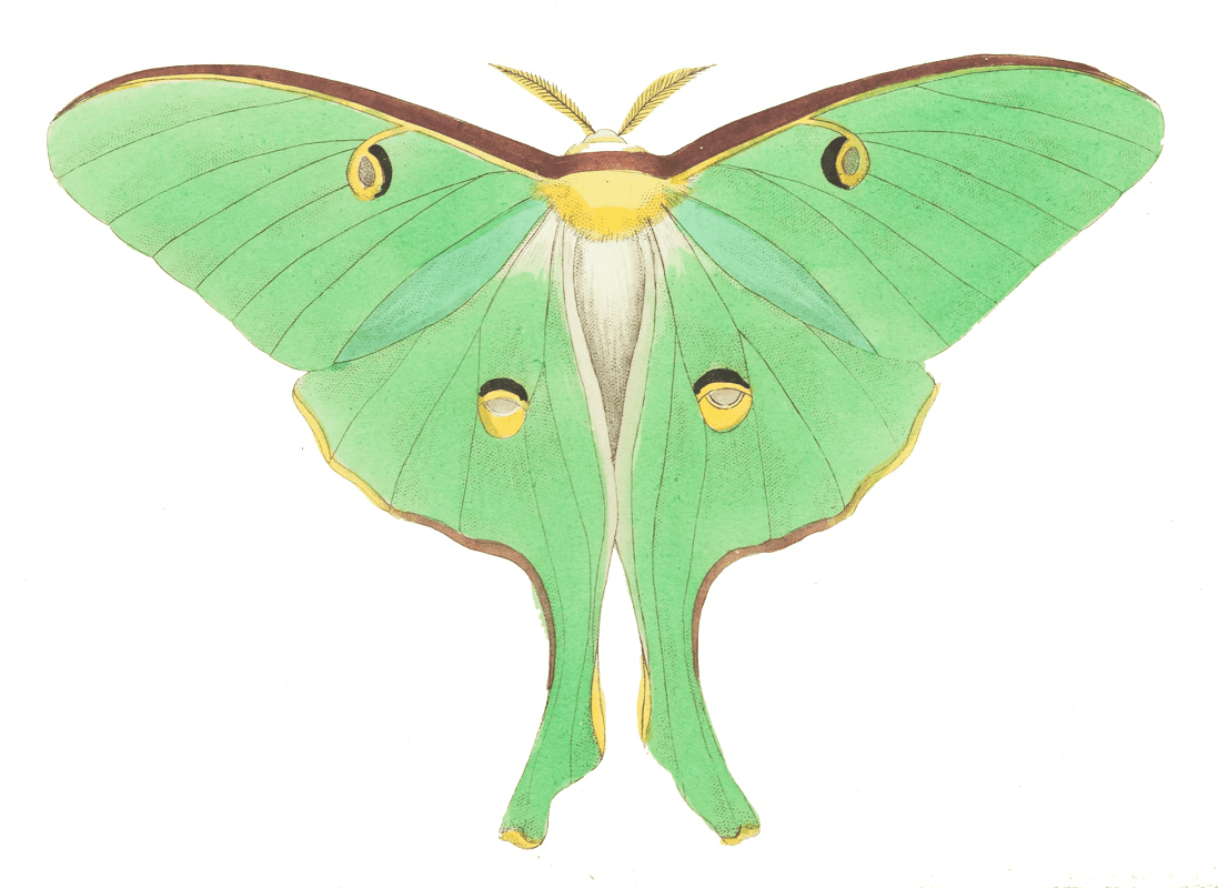 Moth Clipart Png For Free