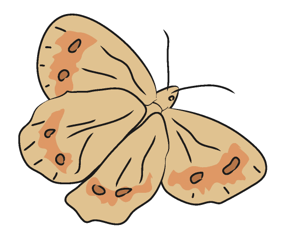 Moth Clipart Png Images