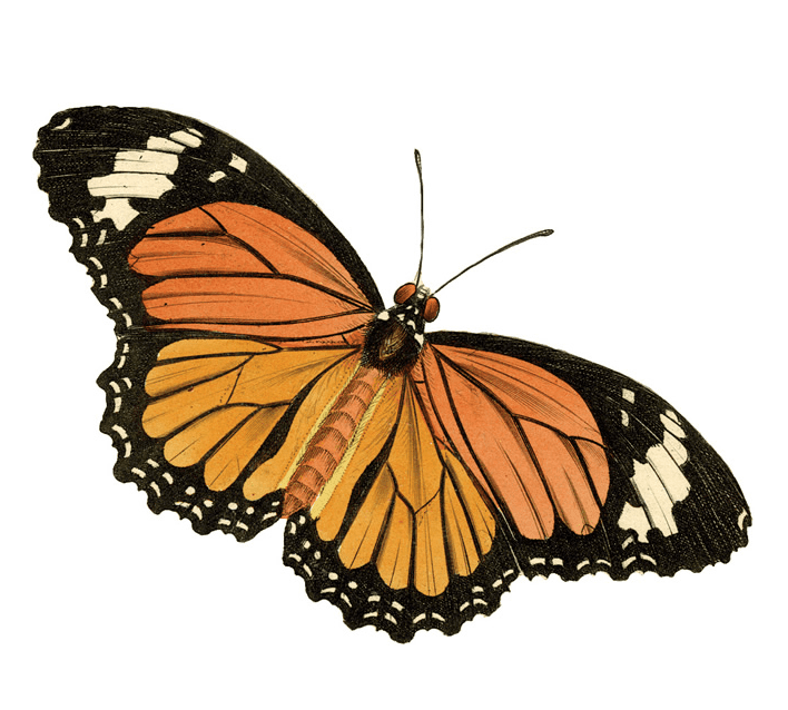 Moth Clipart Png Picture