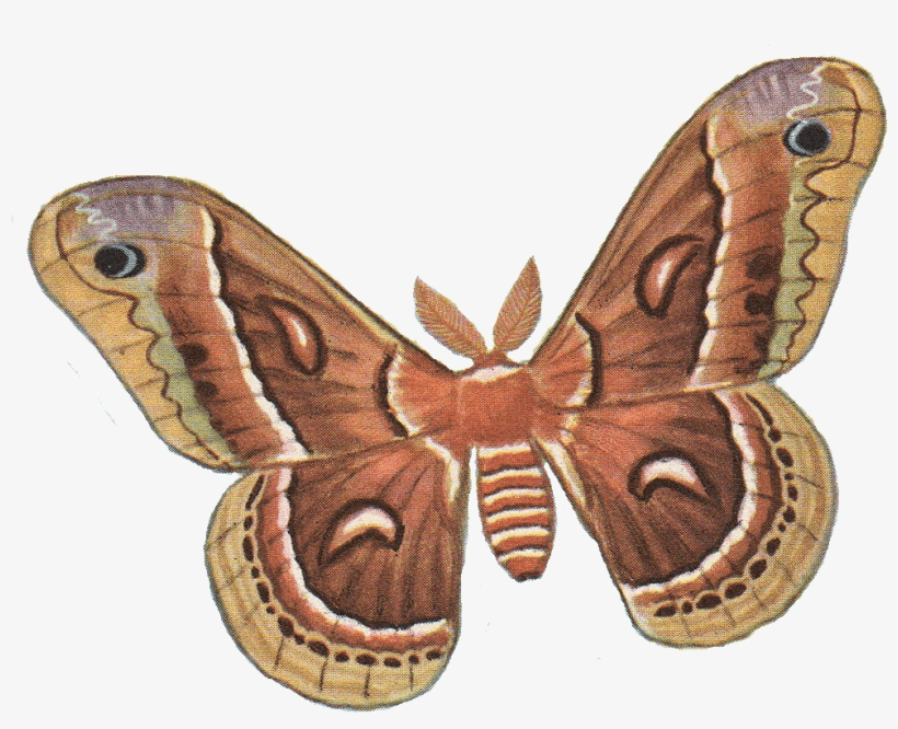 Moth Clipart Png Pictures