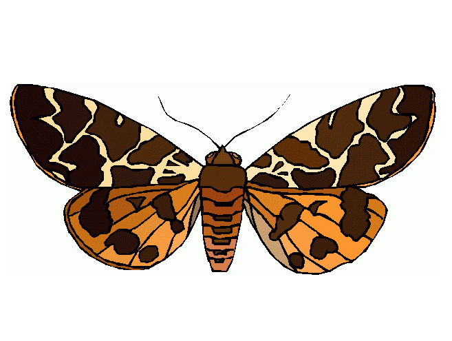 Moth Clipart Png