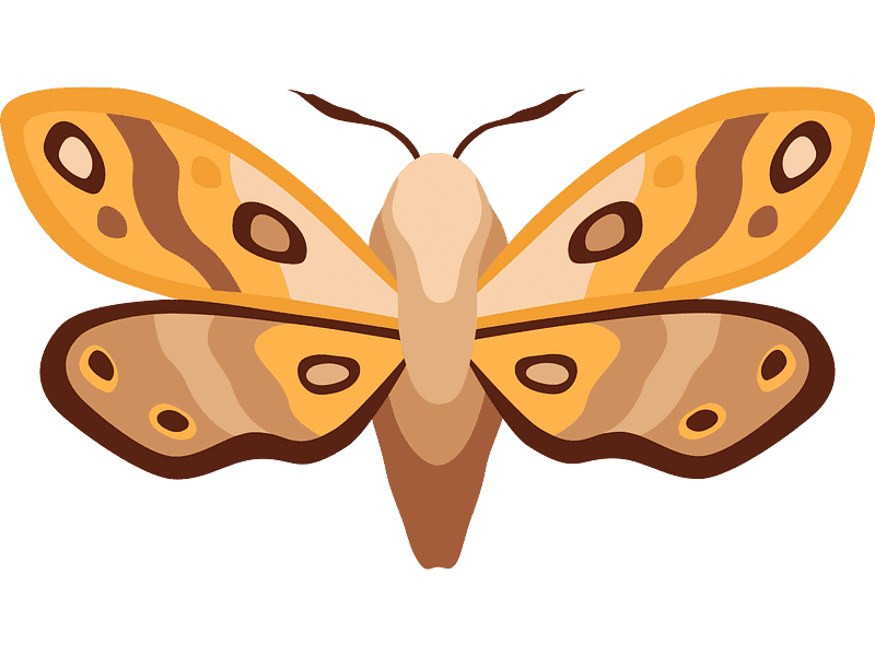 Moth Clipart Transparent Background