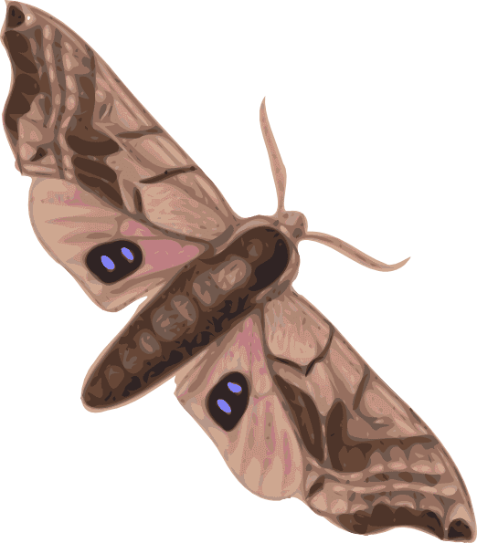 Moth Clipart Transparent Image