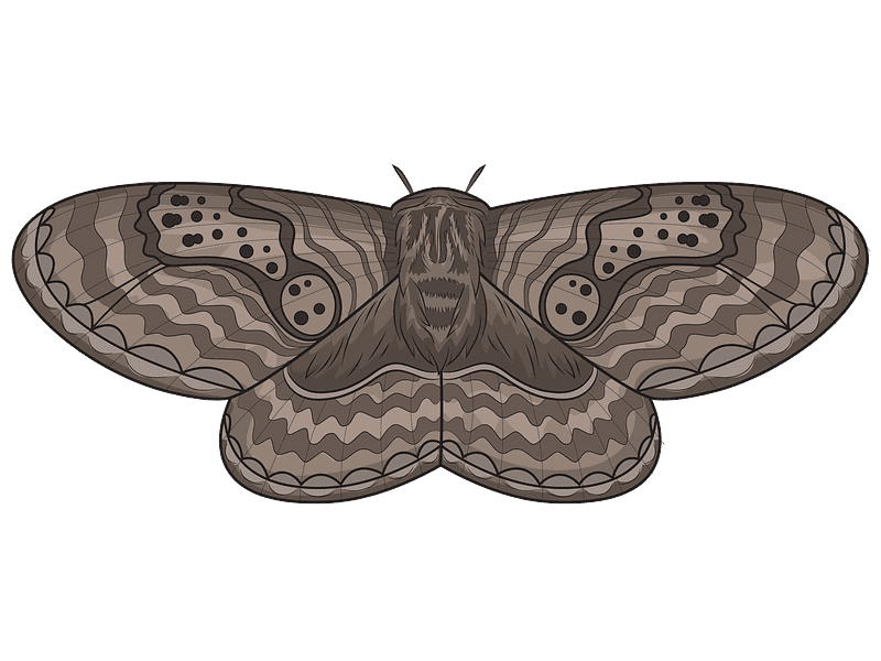 Moth Clipart Transparent Png