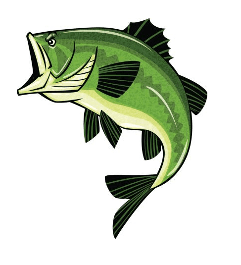Bass Fish Clipart Free Photo