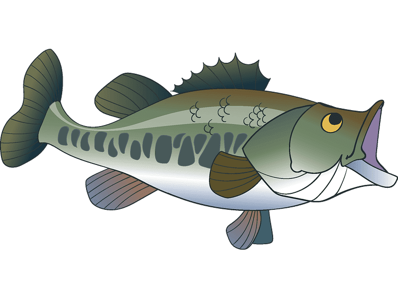 Bass Fish Clipart Transparent Free