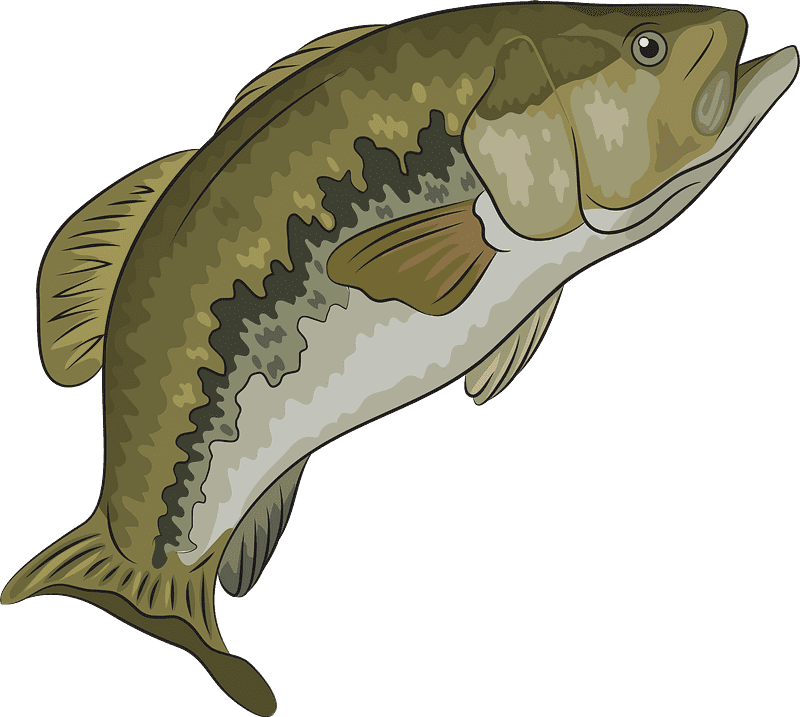 Bass Fish Clipart Transparent Png