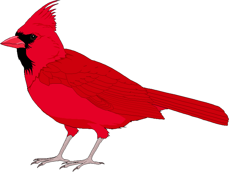 Cardinal Bird Png Clipart