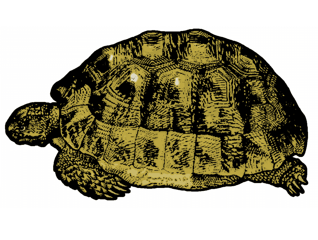 Tortoise Clipart Free Image
