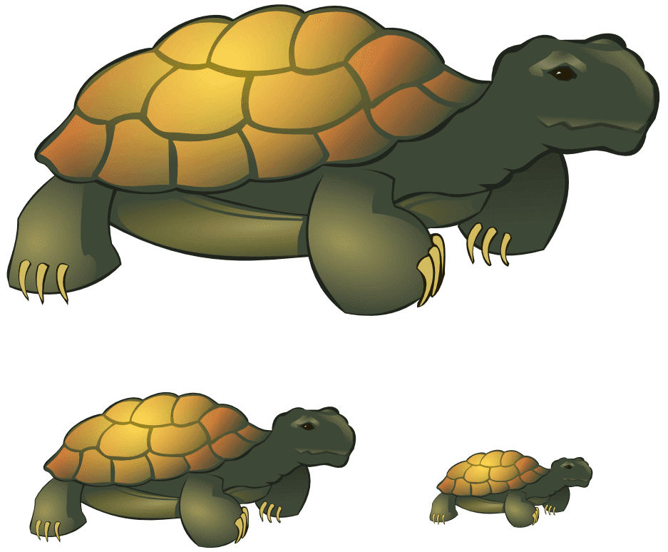 Tortoise Clipart Free Picture