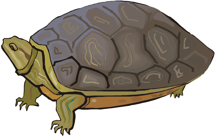 Tortoise Clipart Pictures
