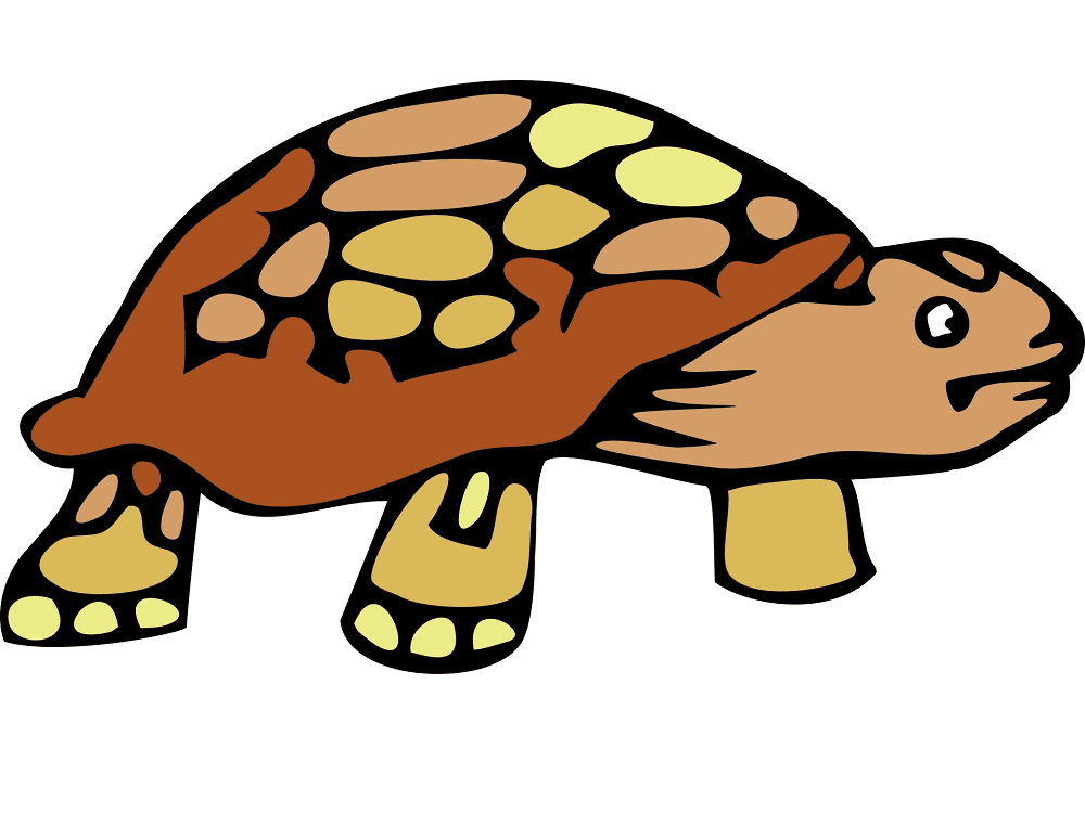 Tortoise Clipart Png Images