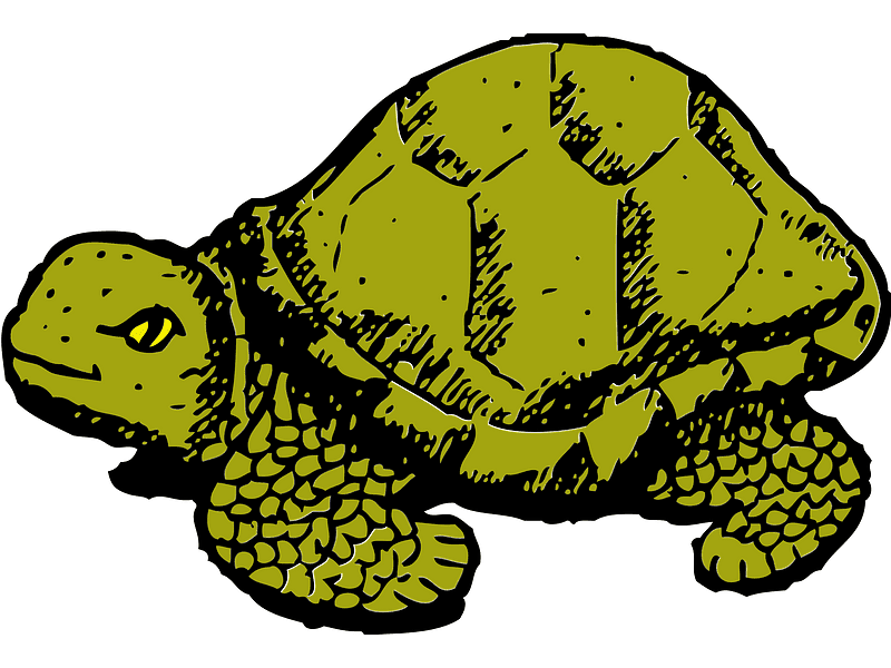 Tortoise Clipart Transparent Background