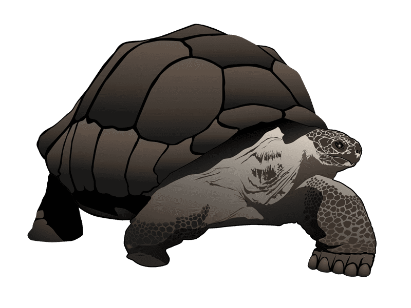 Tortoise Clipart Transparent
