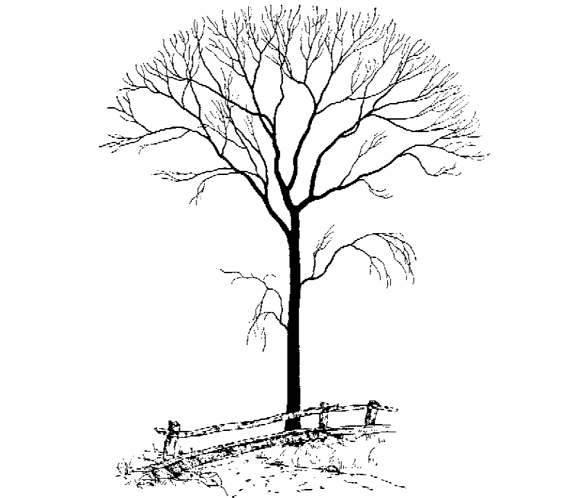 Bare Tree Clipart Download Free
