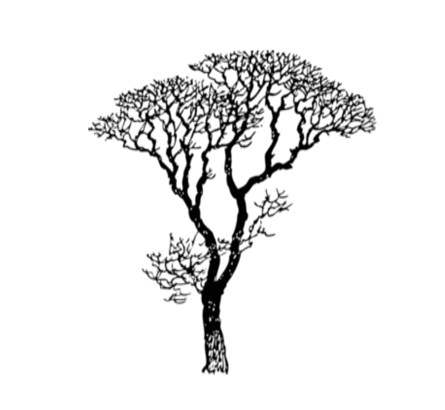 Bare Tree Clipart Free Picture