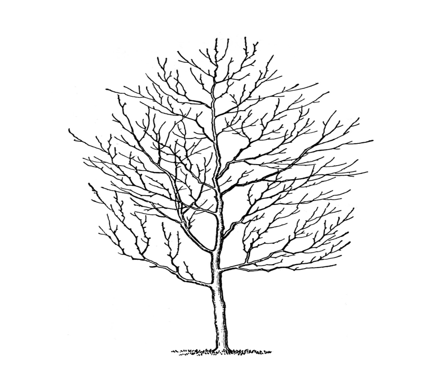 Bare Tree Clipart Free Pictures