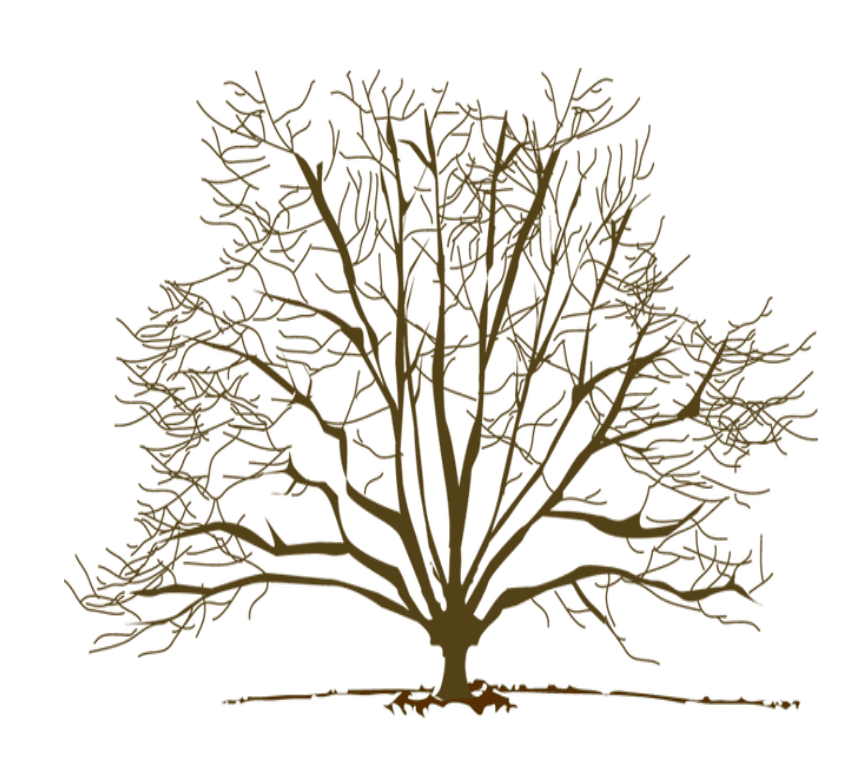 Bare Tree Clipart Image Png