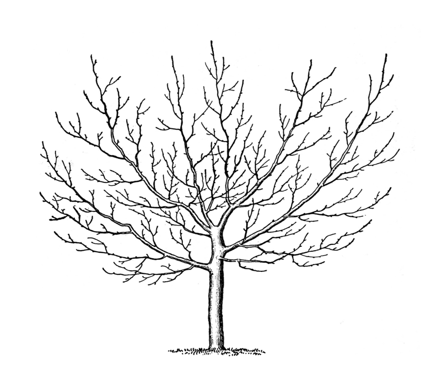 Bare Tree Clipart Images
