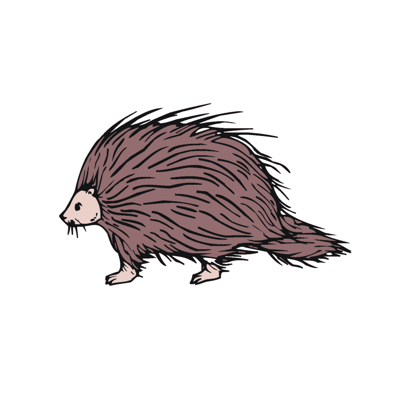 Clipart of Porcupine