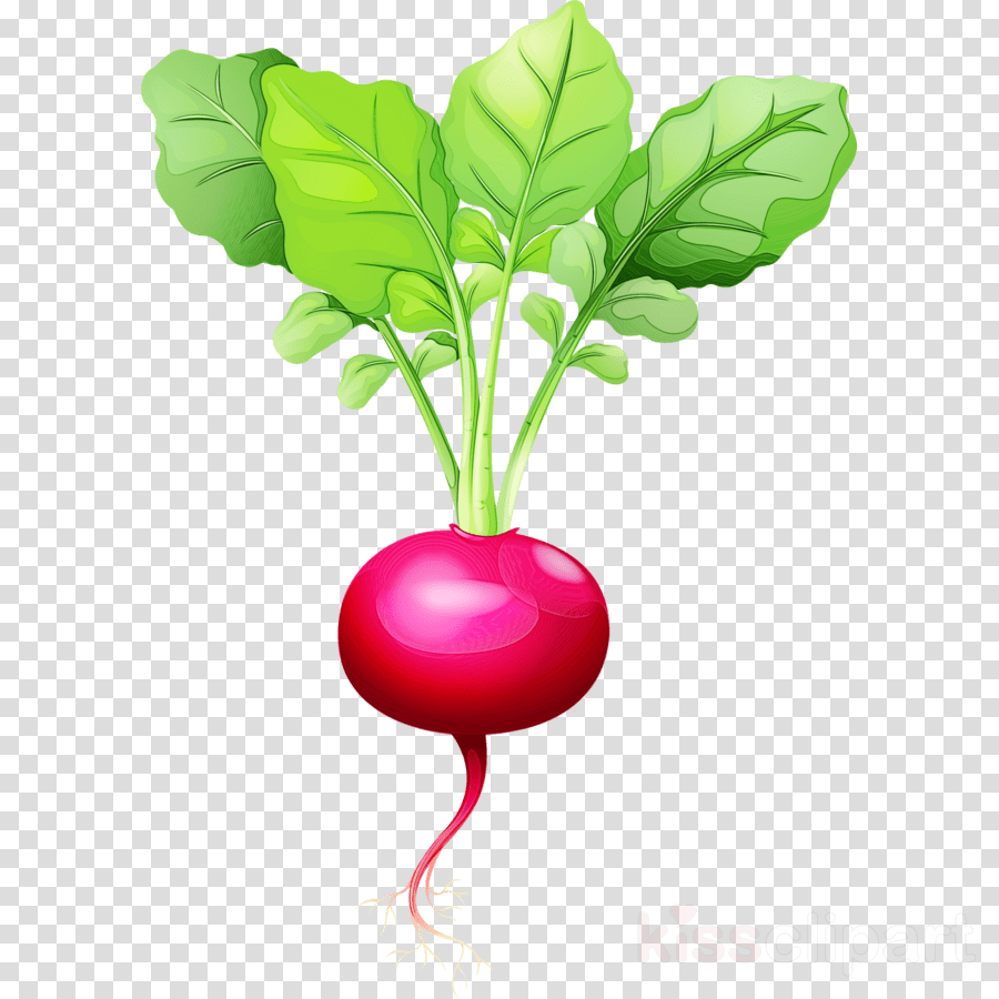 Radish Clipart Free Pictures