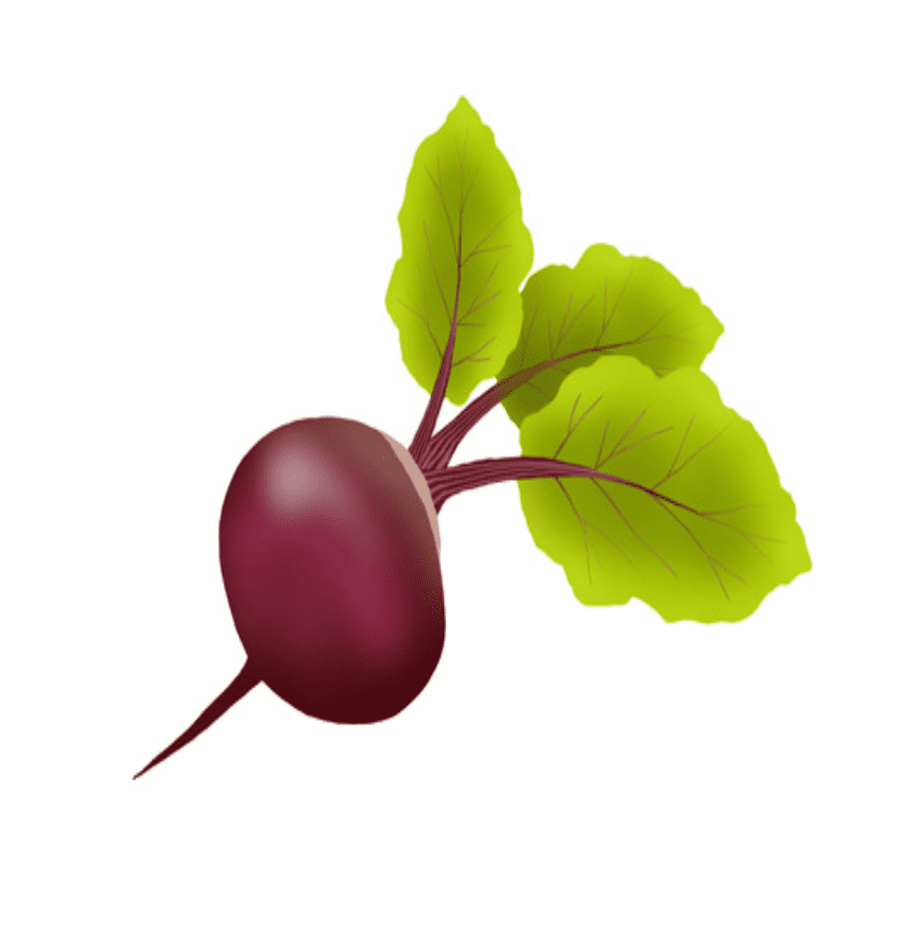 Radish Clipart Picture Download